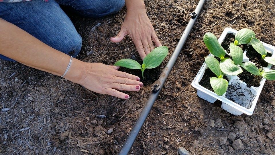 Food Security Grows in Chula Vista