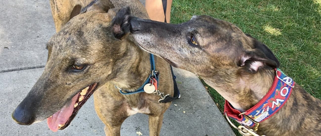 How Greyhound Adoption Center is Adopting a Path to Sustainability