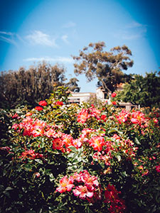 Inez Grant Parker Memorial Rose Garden