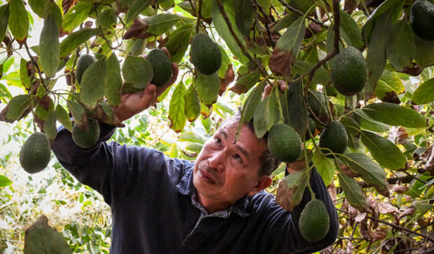 New farmer Leonardo Aguila checks his orchard of avocado trees on his 6.3-acre farm in Fallbrook, CA, on November 11, 2018.