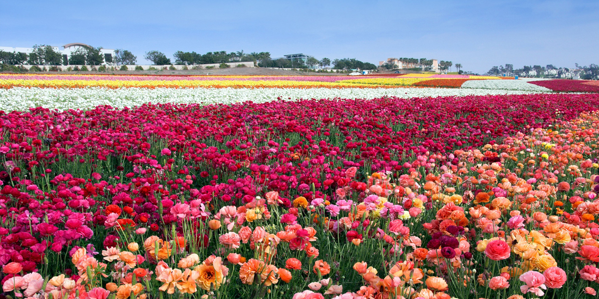 Carlsbad Flower Fields