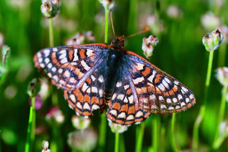 Quino Checkerspot Butterfly