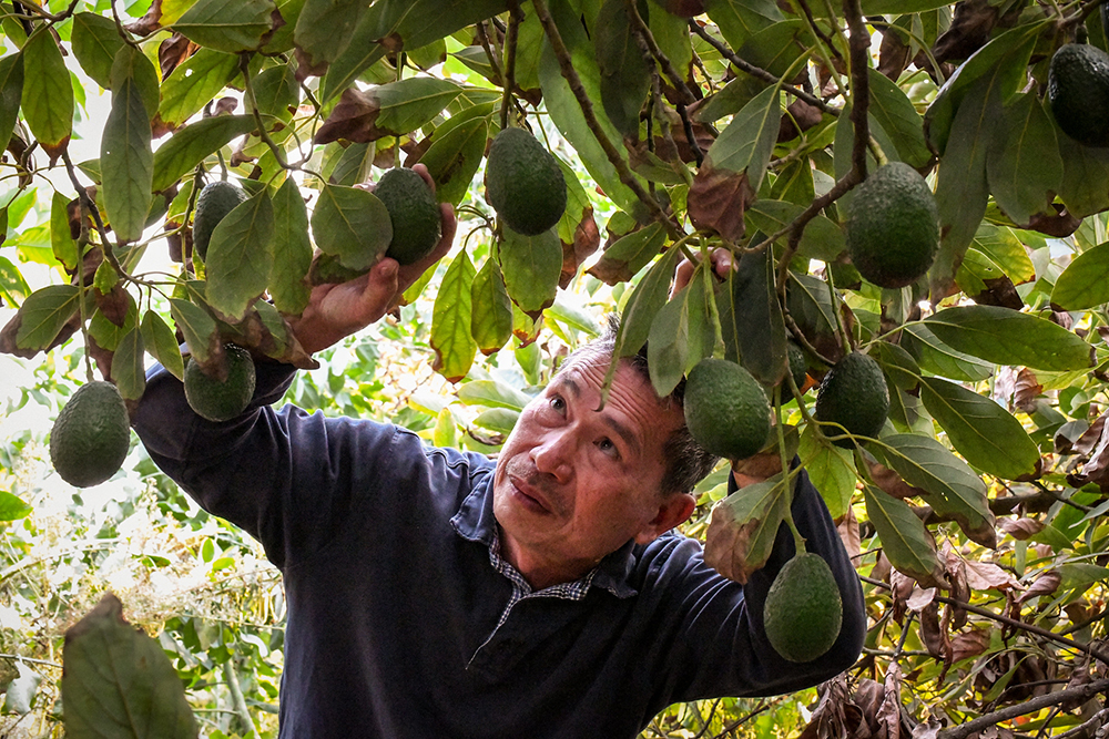 New farmer Leonardo Aguila checks his orchard of avocado trees on his 6.3-acre farm in Fallbrook, CA
