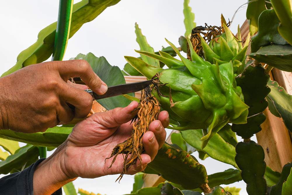 New farmer Leonardo Aguila trims off the dried flower of a dragon fruit plant on his 6.3-acre farm in Fallbrook, CA.