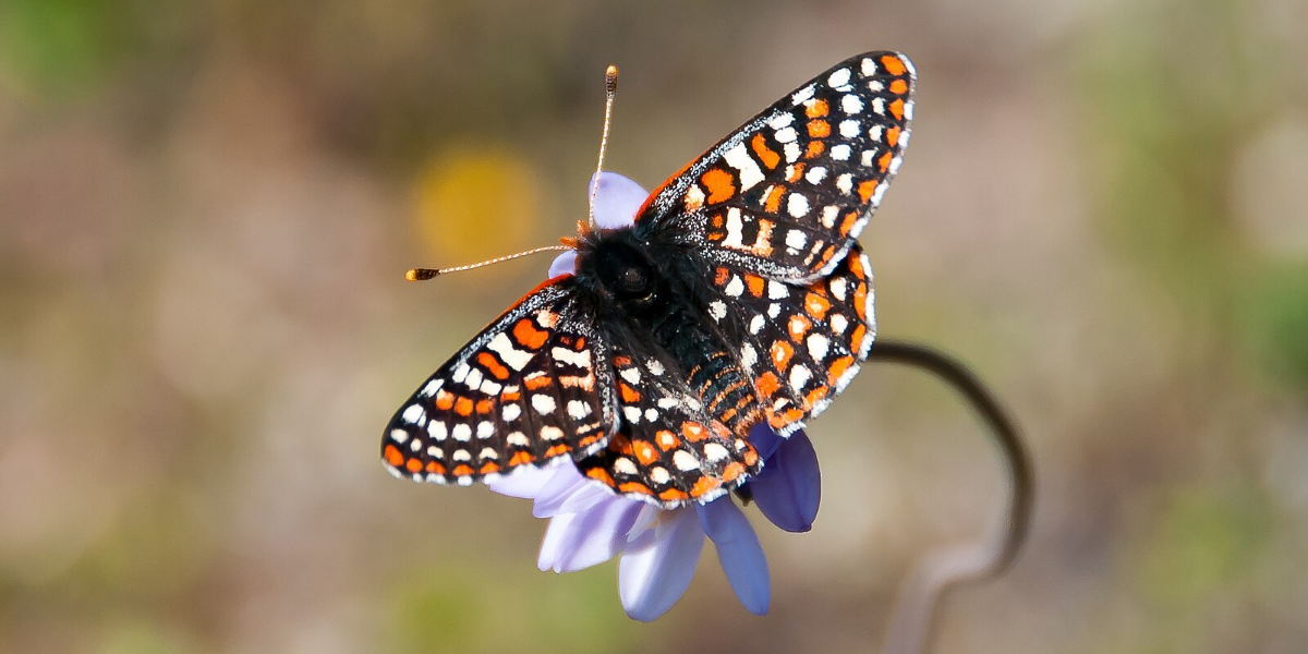 Quino checkerspot butterfly on a wild hyacinth. Credit: Andrew Fisher/U.S. Fish and Wildlife Service Volunteer Biologist.
