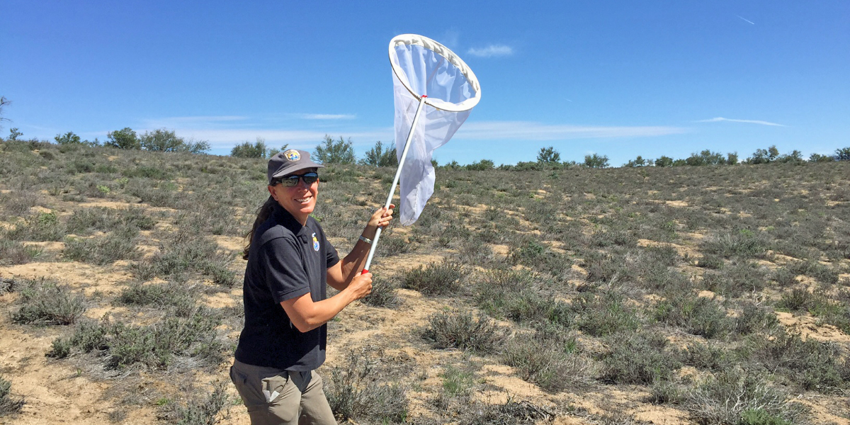 Susan Wynn collecting founding members of the Quino checkerspot butterfly Reinforcement Project in San Diego County.