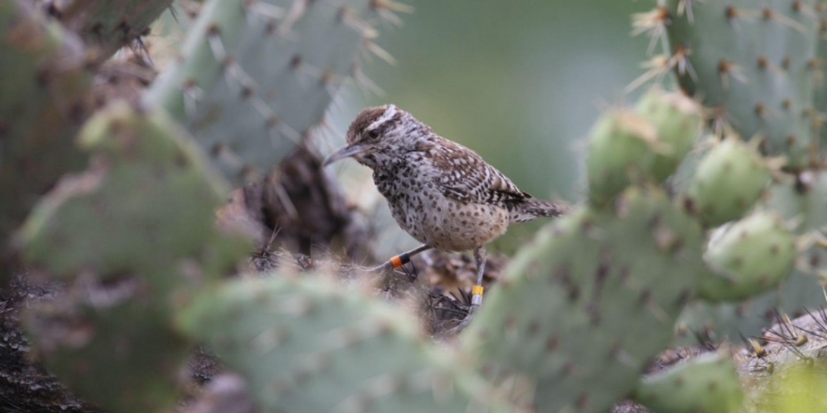 Coastal Cactus Wren Campylorhynchus brunneicapillus sandiegensis occurs almost exclusively in thickets of cholla (Opuntia prolifera) and prickly pear (Opuntia littoralis and Opuntia oricola). Photo credit: Alexandra Houston, USGS.