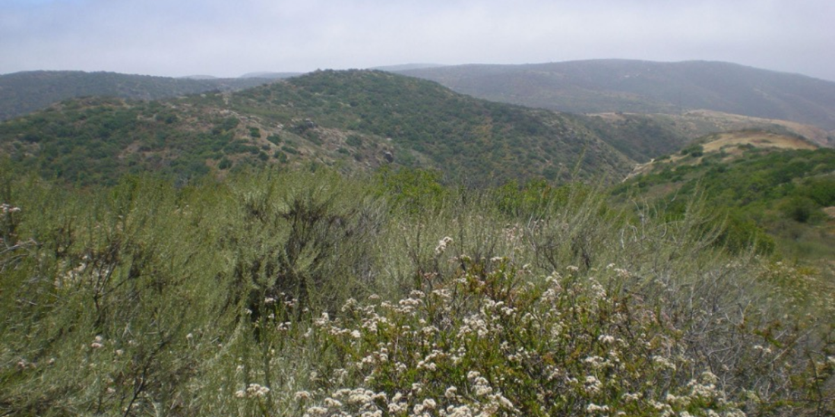 Coastal sage scrub is important to the endangered California gnatcatcher, San Diego thorn mint, San Diego horned lizard, San Diego barrel cactus, and patch-nosed snake. (Photo Credit: Kris Preston, SDMMP)